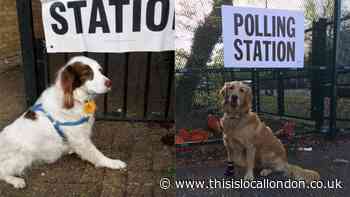 Dogs at polling stations: The UK's best voting day tradition explained