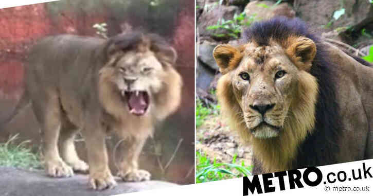 Eight lions at zoo in India test positive for Covid
