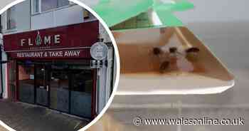 Restaurant owner continued to serve food despite cockroach infestation - Wales Online