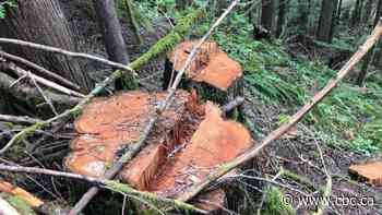 Tree poaching on Vancouver Island prompts spike in forest patrols