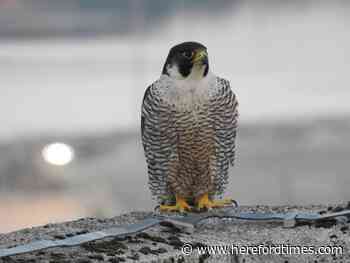 Police hunt baiters after peregrine falcon killed over Herefordshire border