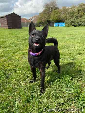 Insecure Clacton pooch Queenie needs family to love her