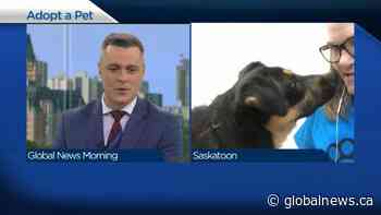 Adopt a Pet: New Hope Dog Rescue