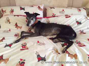 Give an old dog new digs, Harefield centre urges