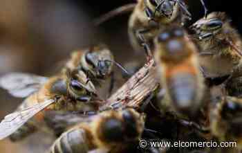 Entrenan abejas en Países Bajos para detectar infecciones de covid-19