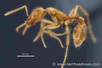 New ant species named in recognition of gender diversity - Barrhead News