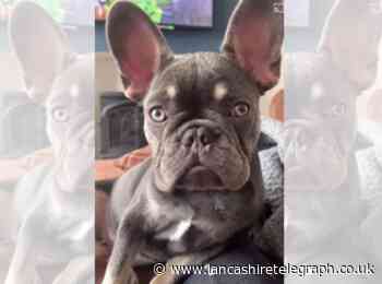 Despicable individuals prey on owners of missing dogs in dognapping blackmail scam