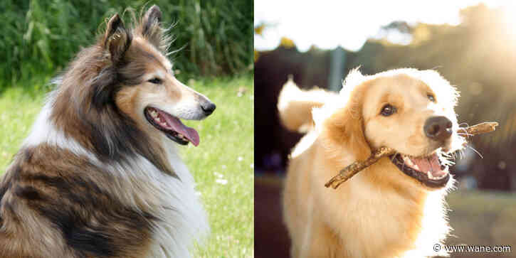 Most aggressive dog breeds: Is your pooch on the list?