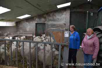 Kenners worden gék: loslopende wolfhond en échte wolf dolen door zelfde gebied