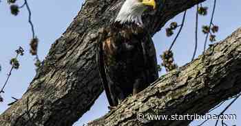 Reward offered for information on 2 bald eagles found shot to death along northern Minnesota river