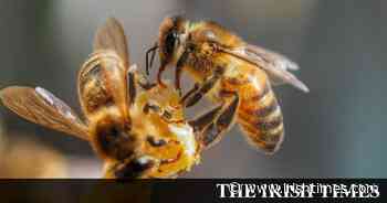 Dutch scientists train bees to detect coronavirus - The Irish Times