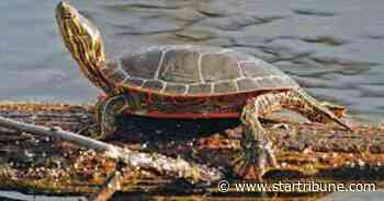 Wildlife staff mystified by die-off of more than 100 turtles in western Minnesota refuge