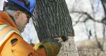 Minneapolis explores carbon credits to help reforest the city