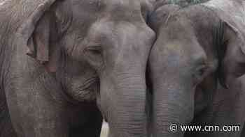 Former circus elephants arrive at wildlife sanctuary