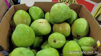 May mango madness: Tropical fruit makes early appearance at Sydney markets