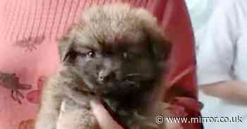 Puppies die as 'mystery box' craze causes outrage in China