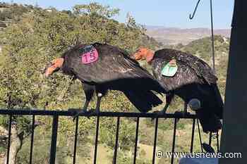 Flock of Giant California Condors Trashes Woman's Home