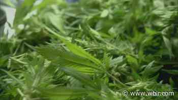 TN lawmakers form commission to study the legalization of marijuana in the state - WBIR.com