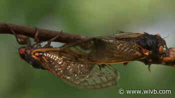 A loud noise in the trees is coming, but the bugs could be worse