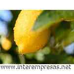 El limón español se mantiene fuerte - Horticultura - Interempresas