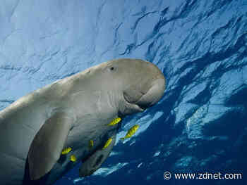 Murdoch University scientists develop grid-system drone technique to survey dugongs