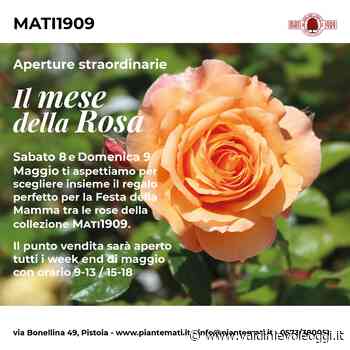 Da Mati 1909 si apre il mese della rosa - valdinievoleoggi.it