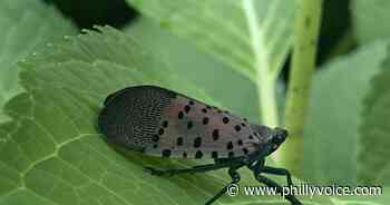 Di Bruno Bros. will donate proceeds from new wine to spotted lanternfly research - PhillyVoice.com