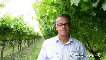 'Diabolical consequences' loom amid 'unofficial' Chinese ban on Aussie grapes