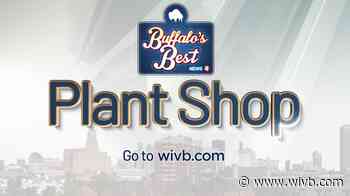 What is Buffalo's Best Plant Shop?