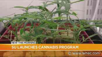 Syracuse University sparks up new cannabis education course