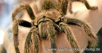 Wo in Terrarien in Neunkirchen die Vogelspinne wohnt - Saarbrücker Zeitung