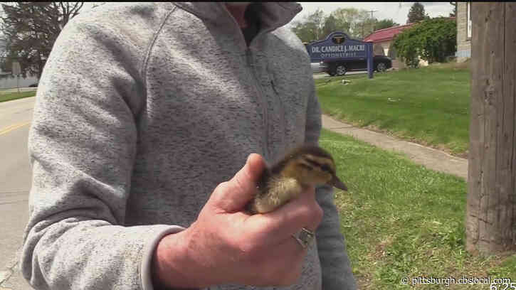 Off-Duty Firefighters Rescue A Dozen Ducklings From Storm Sewer