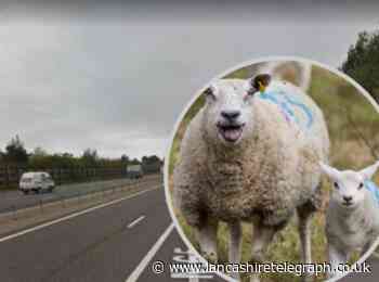 Traffic stopped on M65 due to flock of sheep on carriageway