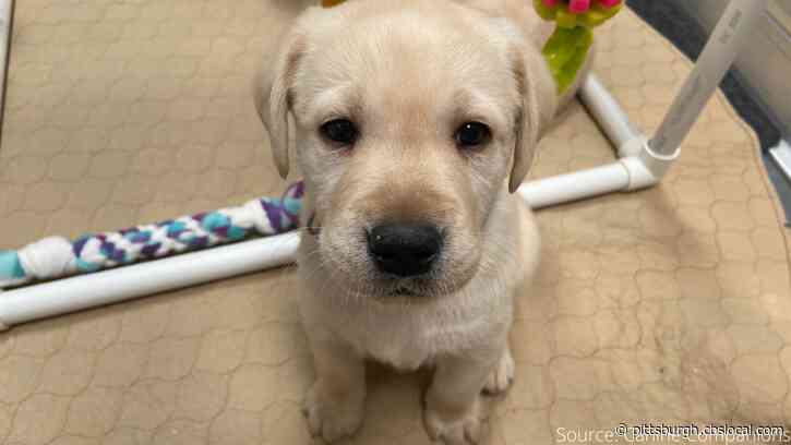 New KDKA Pup Revealed! Pickles Joins The Pittsburgh Today Live Family