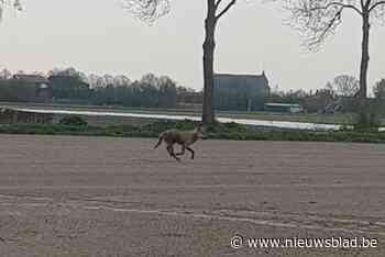 Cameraval filmt wolf rond Kalmthoutse Heide (Kalmthout) - Het Nieuwsblad