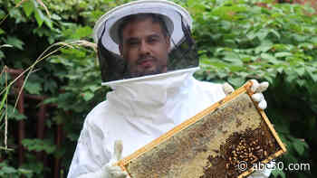 Brooklyn's BEEPUBLIC is saving the bees one coffee at a time