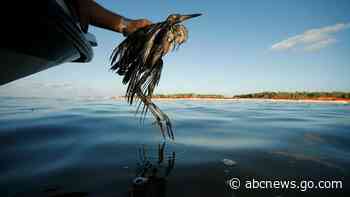 US proposes ending rule that weakened wild bird protections