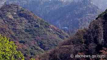 Giant sequoia still smoldering from 2020 California wildfire