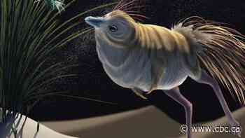 Bird-like dinosaur could hunt in total darkness, pointing to thriving prehistoric 'nightlife'