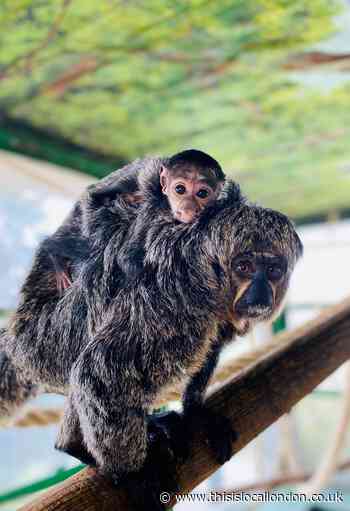 Whipsnade Zoo welcomes baby animals this spring