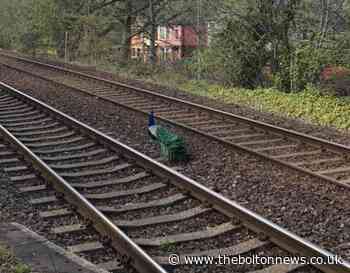 Escaped peacock spotted again in Bolton - The Bolton News