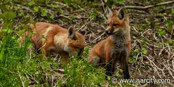 Toronto Baby Foxes Are Being Spotted All Over And They're So Cute - Narcity Canada