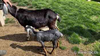 Someone stole a baby goat from Toronto's Riverdale farm