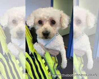 Bolton dog found by police on Bradford Street