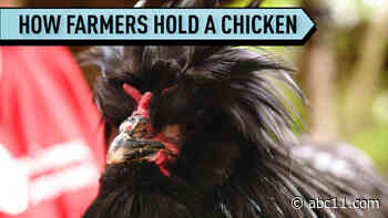 The Right Way to Hold a Chicken