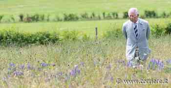 La «battaglia dei prati»: l’erba degli inglesi è sempre più alta - Sette del Corriere della Sera