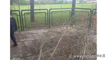 "Erba e degrado, Romizi aiutaci" - LA NAZIONE