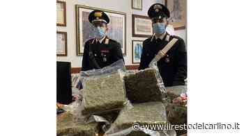 Quindici chili di ‘erba’ spediti con il corriere - il Resto del Carlino