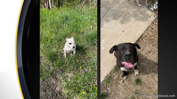 Furry Tails: Cross Your Paws Rescue Caring For 2 Dogs Abandoned In Sutersville