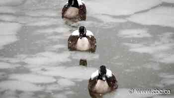 Biden team quashes Trump environmental weakening that angered Canada